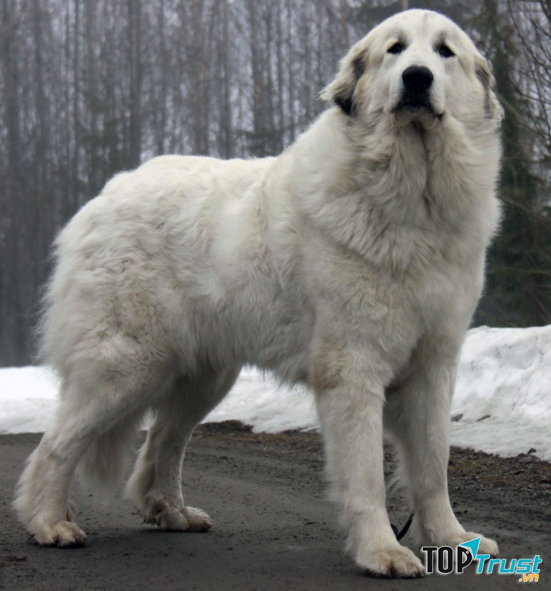 Great Pyrenees có thân hình to lớn và oai vệ