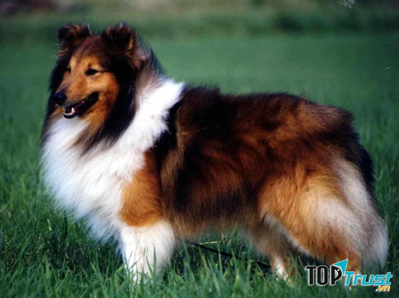 Shetland Sheepdog là một người bạn đồng hành tuyệt vời