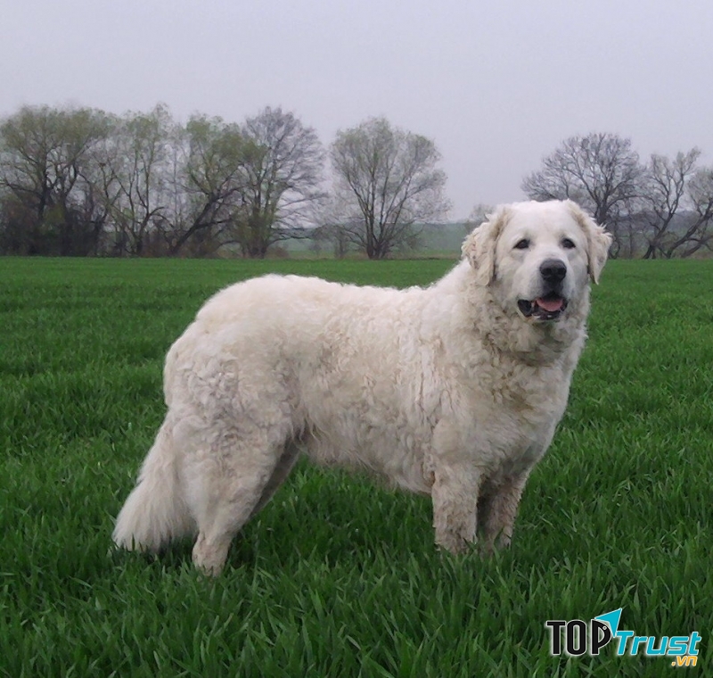 Kuvasz mạnh mẽ và có tính bảo hộ cao