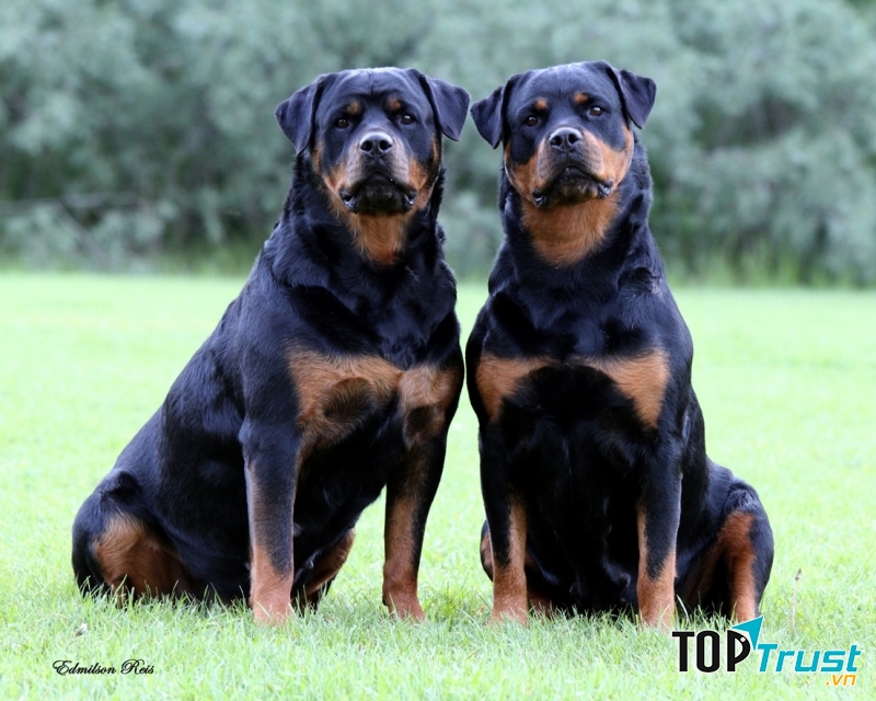 Rottweiler tuy có vẻ ngoài dữ dằn nhưng lại rất nhẹ nhàng và tình cảm