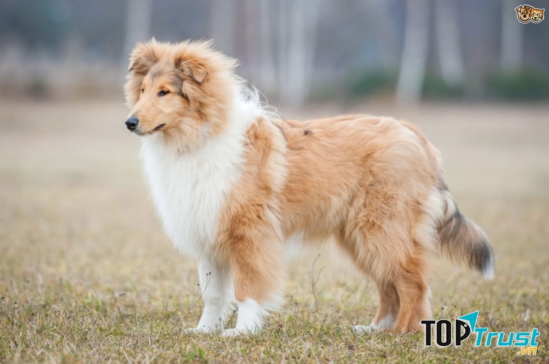 Rough Collie rất quấn quýt và thích ở bên cạnh chủ