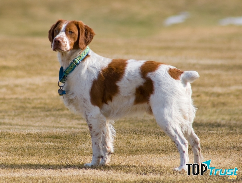 Brittany là giống chó có tính cảnh giác cao