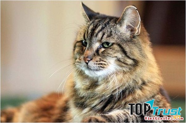 1. Em béo đâu có nghĩa là em không dễ thương?