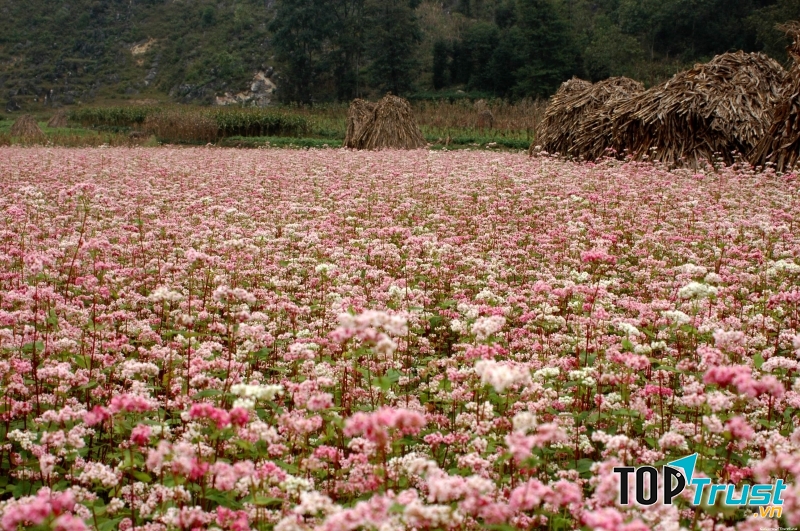 Đồng hoa tam giác mạch- Nguồn: Internet