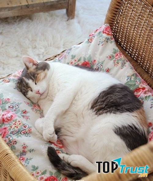 5. Chăn êm nệm ấm là chỗ ngủ lí tưởng nhất của ta.