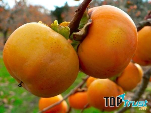 Hồng Bảo Lâm - Lạng Sơn, người dân thu hái bán tại vườn hoặc đem ra chợ bán