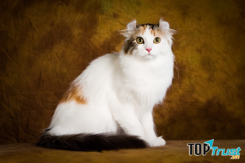 American Curl có đôi tai xoắn ngược về phía sau rất lạ mắt