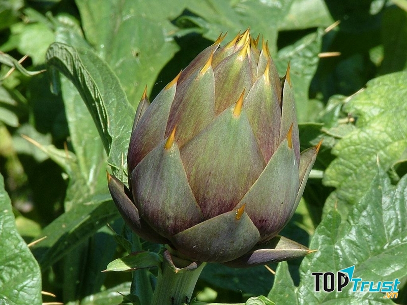 Atiso là một loại thực phẩm tốt cho sức khỏe