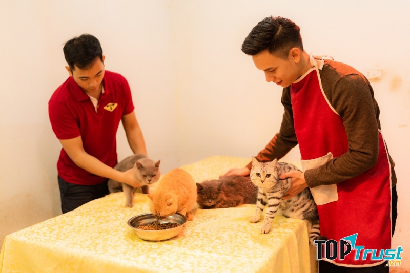 Azpet Shop sử dụng hạt ANF, Royal Cannin cao cấp + Thịt bò, lợn, gà làm thức ăn cho các bé mèo.