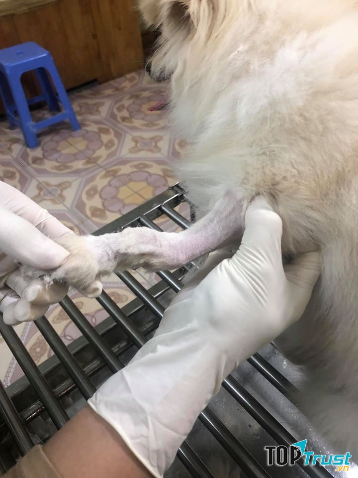 Bác Sĩ Thú Y Đỗ Tú