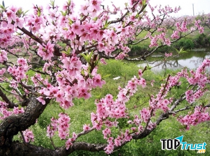 Ảnh minh họa (nguồn internet)