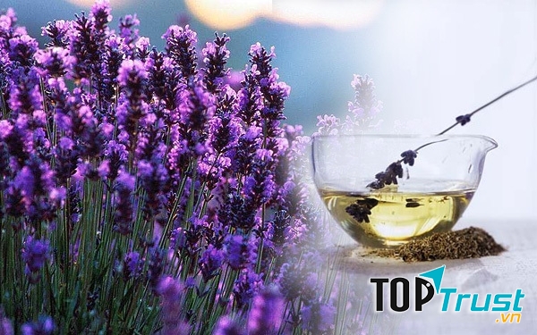 Tinh dầu oải hương giúp trị bỏng/phỏng nhẹ