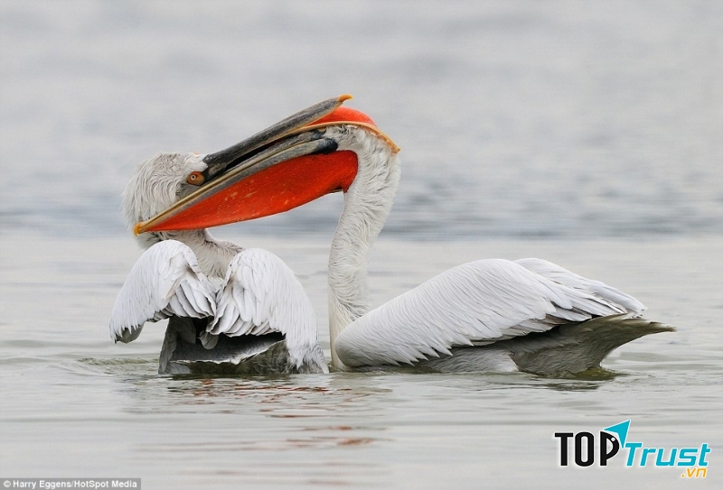 Bồ nông Dalmatian