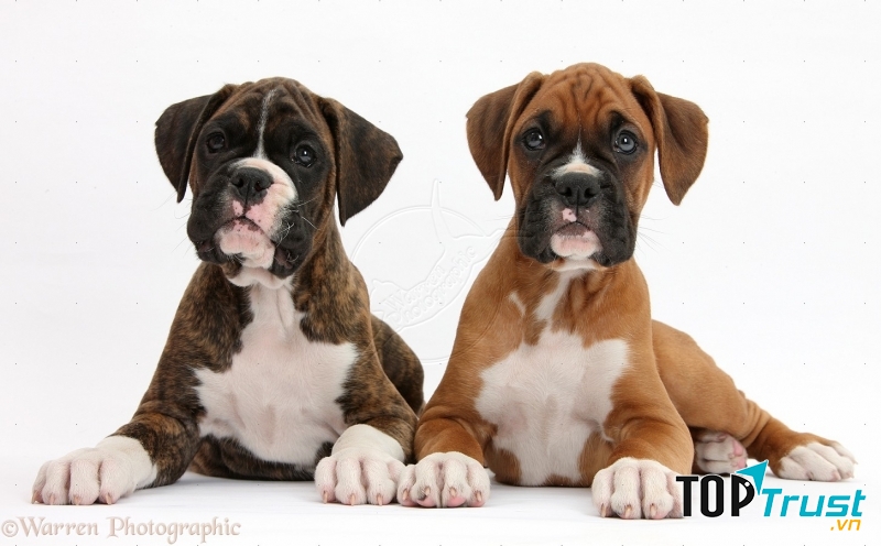 Boxer là một vệ sĩ đáng tin cậy của trẻ em