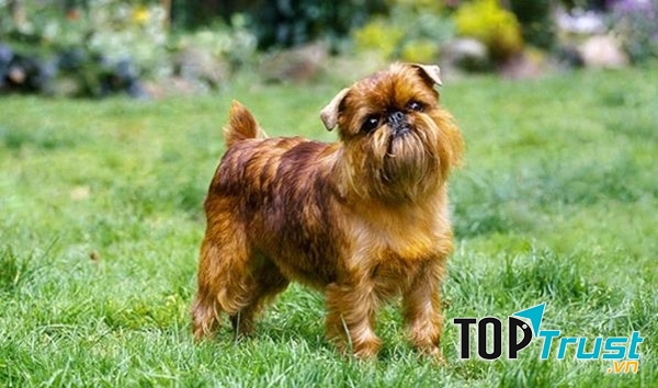 Loài chó Brussels Griffon là loài chó có nguồn gốc từ Bỉ