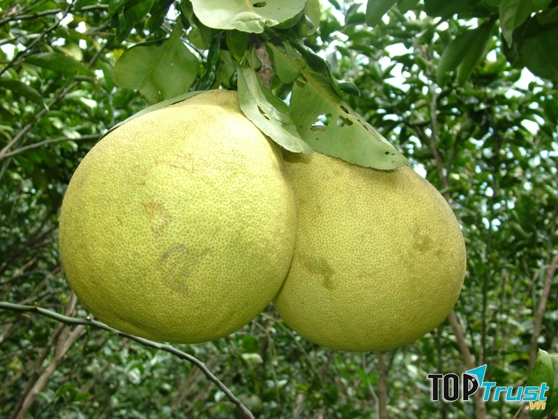 Bưởi giúp giảm cân đẹp