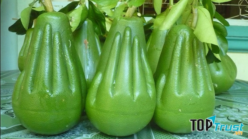 Bưởi bàn tay phật