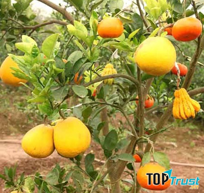 Bưởi phật thủ