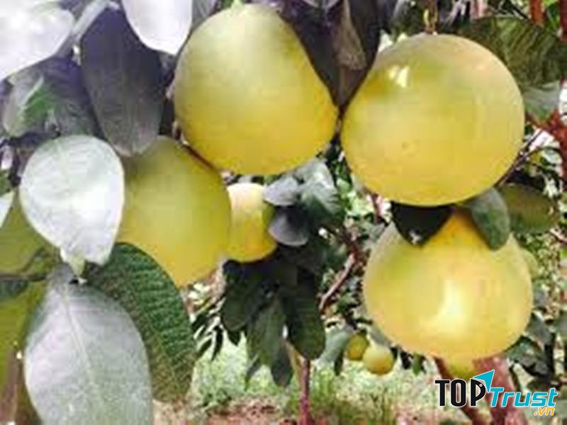 Bưởi Phúc Trạch