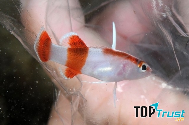 Cá Bladefin Basslet