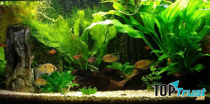 Cá cảnh Sài Gòn