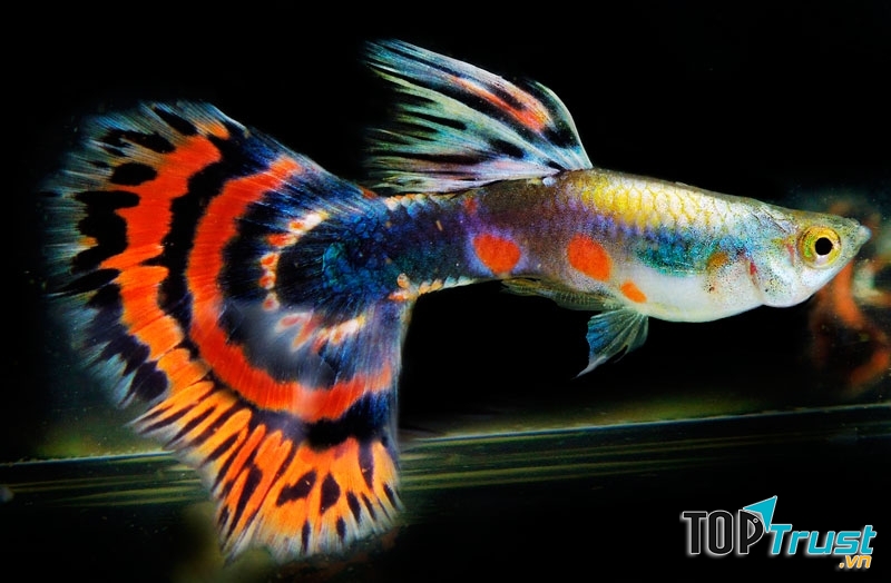 Là loài cá nhỏ nhưng màu sắc đa dạng và phong phú nhất.