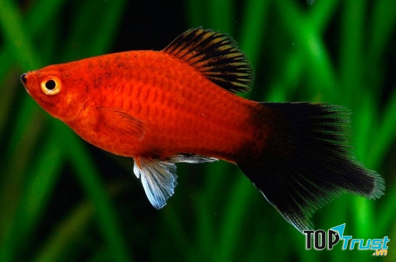 Cá mún màu đỏ - đen.