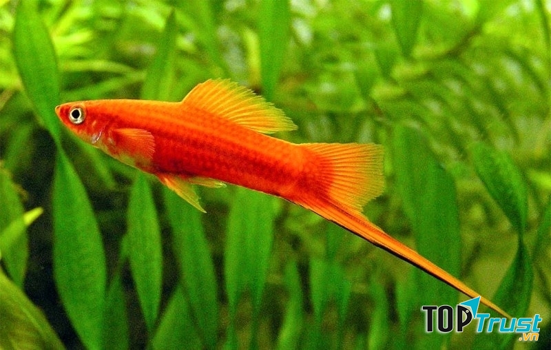 Thanh dài như kiếm dưới thùy đuôi của cá đực.