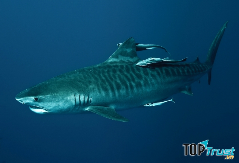 The Tiger Shark - cá mập hổ.