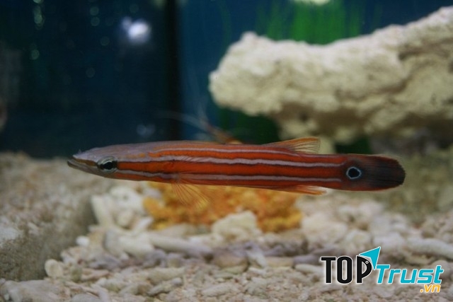 Cá Perch đầu dẹt châu Úc