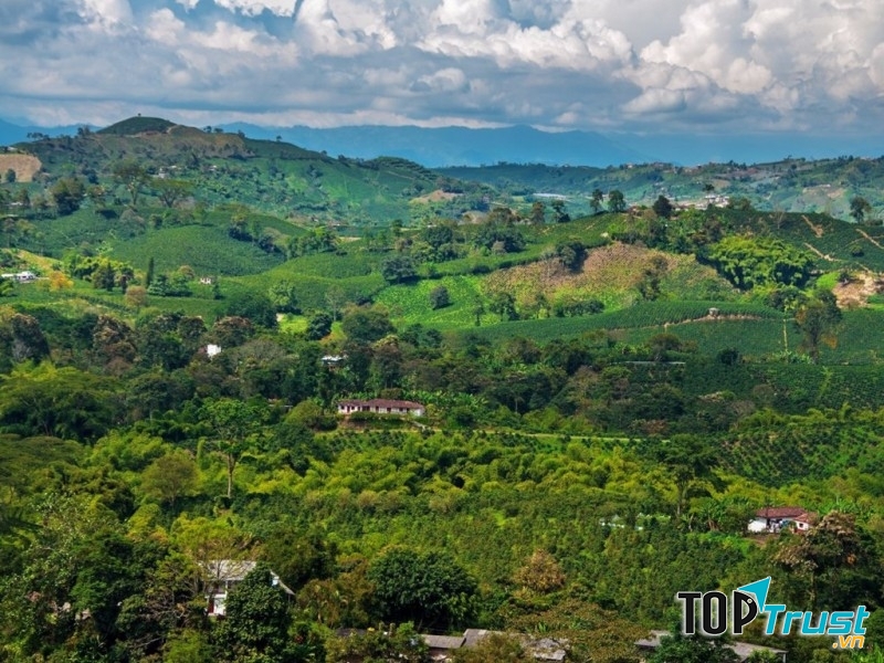 Cà phê ở Zona Cafetera