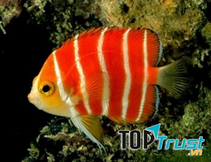 Cá thiên thần Peppermint