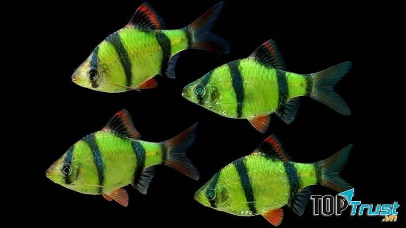 Trên thân có 4 sọc đứng đặc trưng.