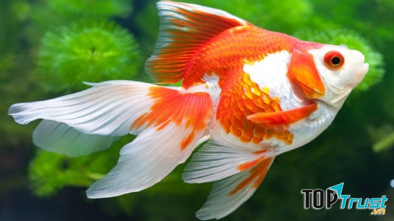 Vẻ đẹp của cá vàng.