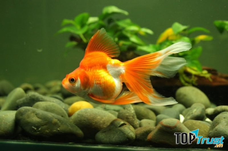 Cá vàng trong bể thủy sinh làm tăng thêm màu sắc sinh động cho bể.