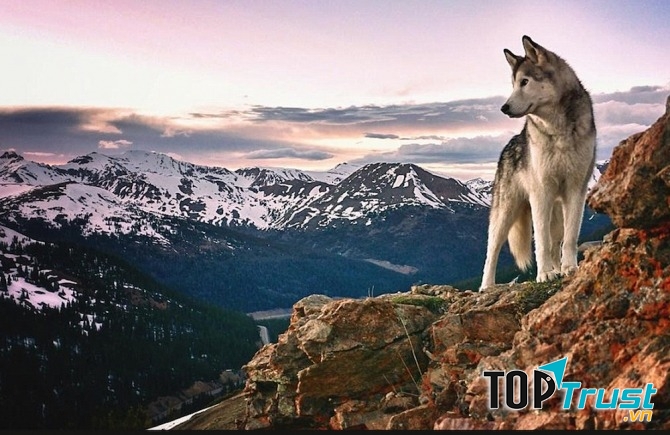 Call of the Wild (25/12)