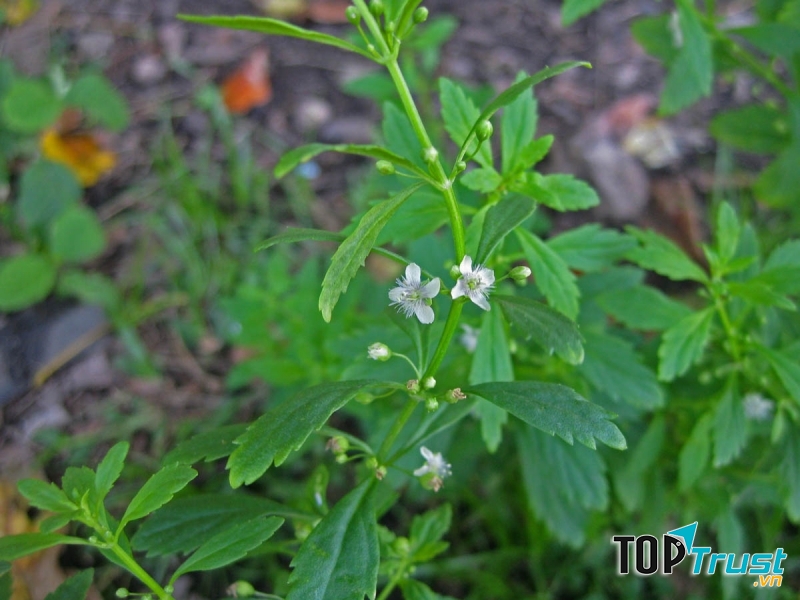 Cây cam thảo đất