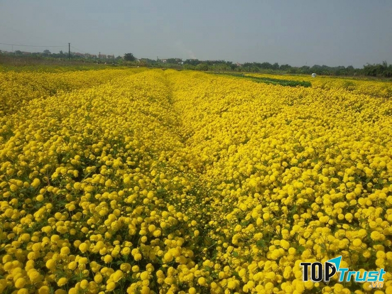 Những khóm hoa tầng tầng lớp lớp, tạo nên một không gian rực vàng