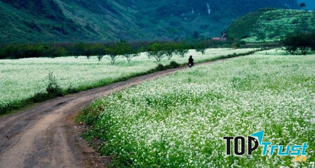 Hoa nở rộ mang sắc trắng tinh khôi