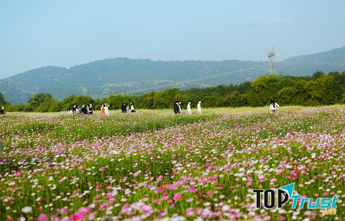 Cánh đồng hoa cánh bướm tại Nghệ An