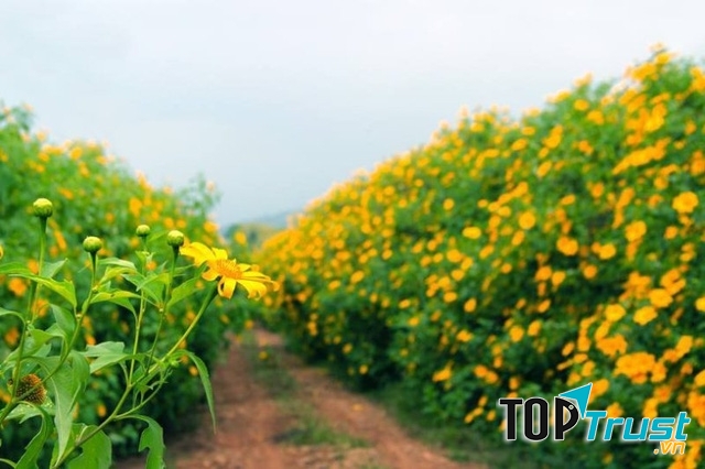 Những đồi hoa dã quỳ trải rộng khắp con đường