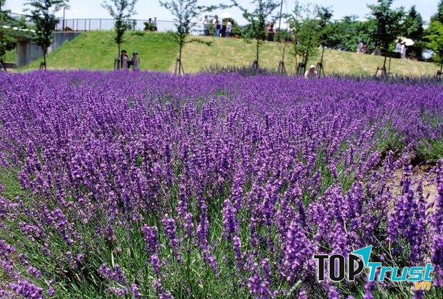 Cánh đồng hoa oải hương ở Đà Lạt