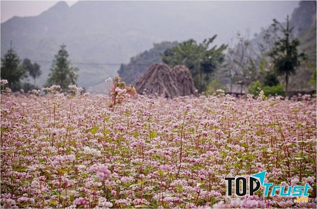 Tam giác mạch Hà Giang