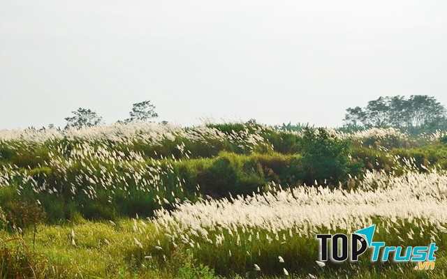 Những bông lau nở trắng muốt trên những triền núi ở Bình Liêu