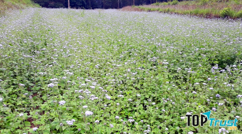 Cánh đồng hoa ngũ sắc nở bung trắng xóa tại Bình Liêu