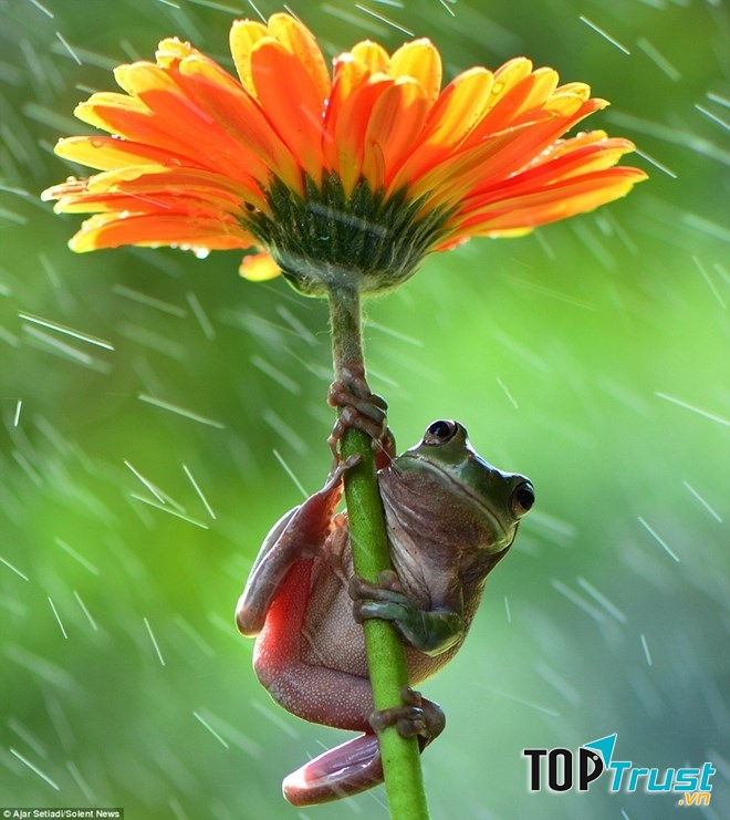 Câu chuyện về chú ếch