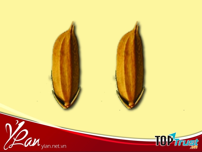 Câu chuyện về hai hạt lúa