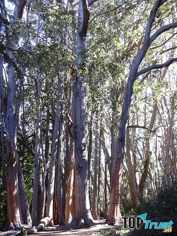 Cây bạch đàn Eucalypyus Regnans