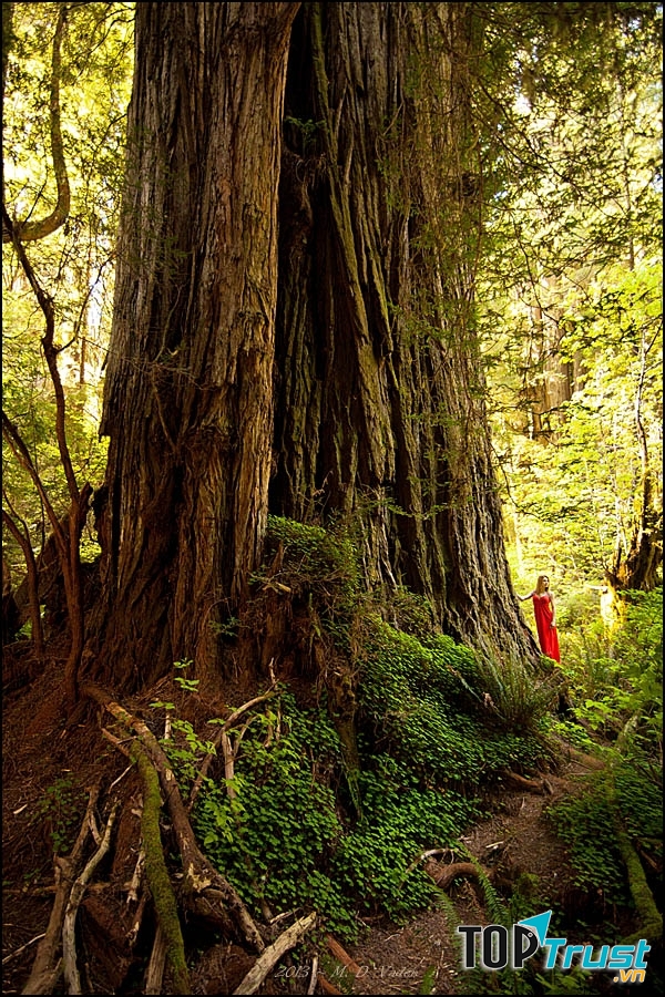 Cây bách gỗ đỏ Lost Monarch