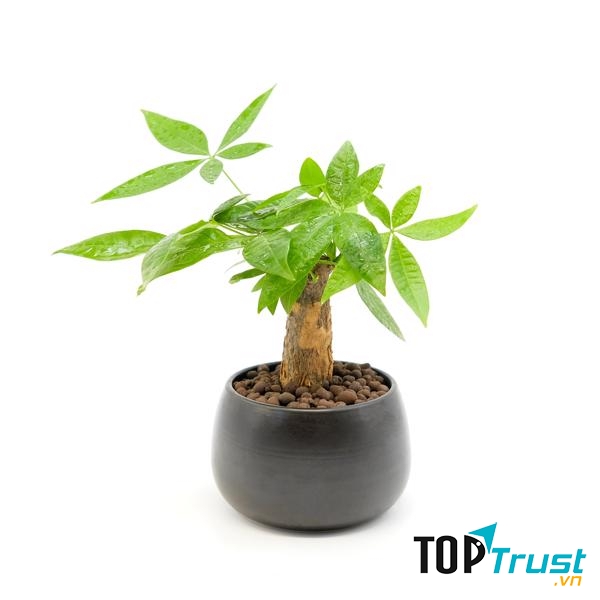 Cây cảnh Hải Phòng